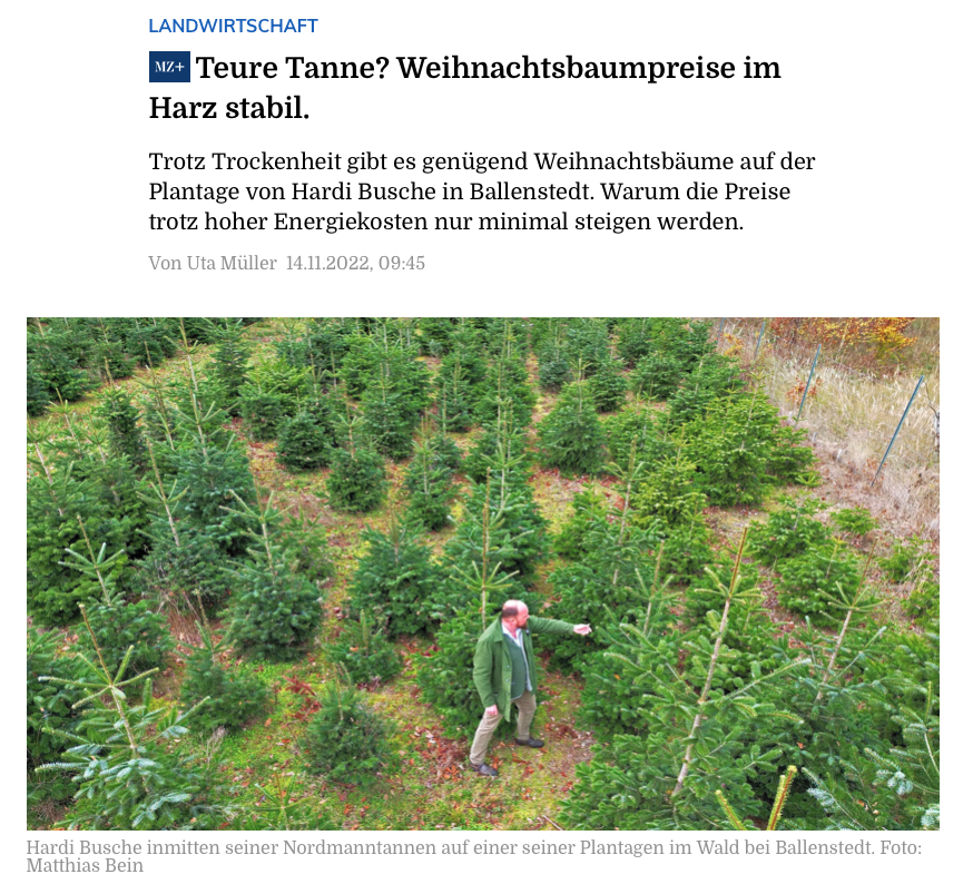 Guter Sommer: Weihnachtsbäume gut gediehen